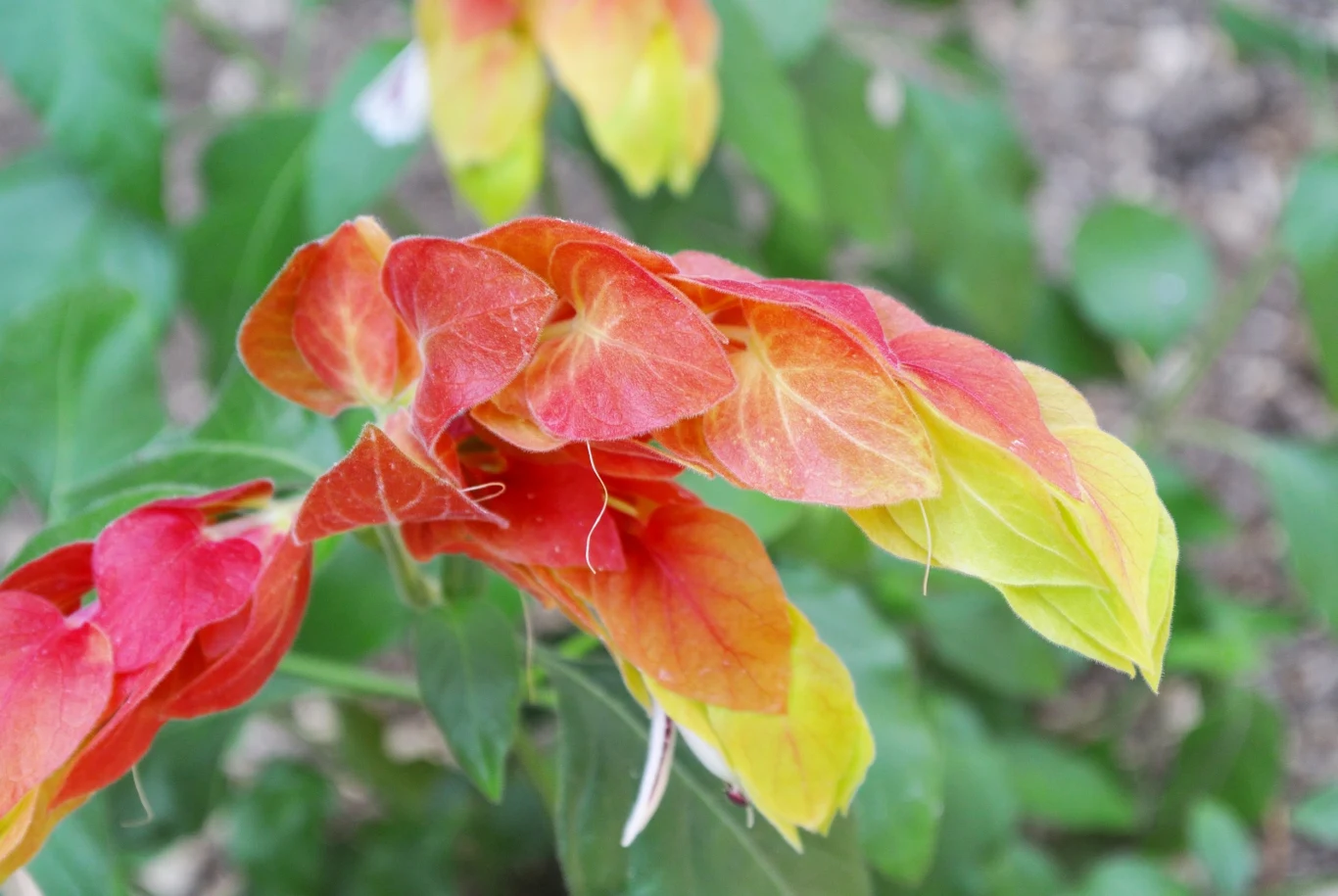 Strzałkowiec grzechotkowy jest raczej odporny na wszelkie choroby
