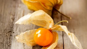 Miechunka to oryginalna roślina o wielu właściwościach zdrowotnych.