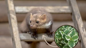 Kuna potrafi być zwierzęciem bardzo uciążliwym.