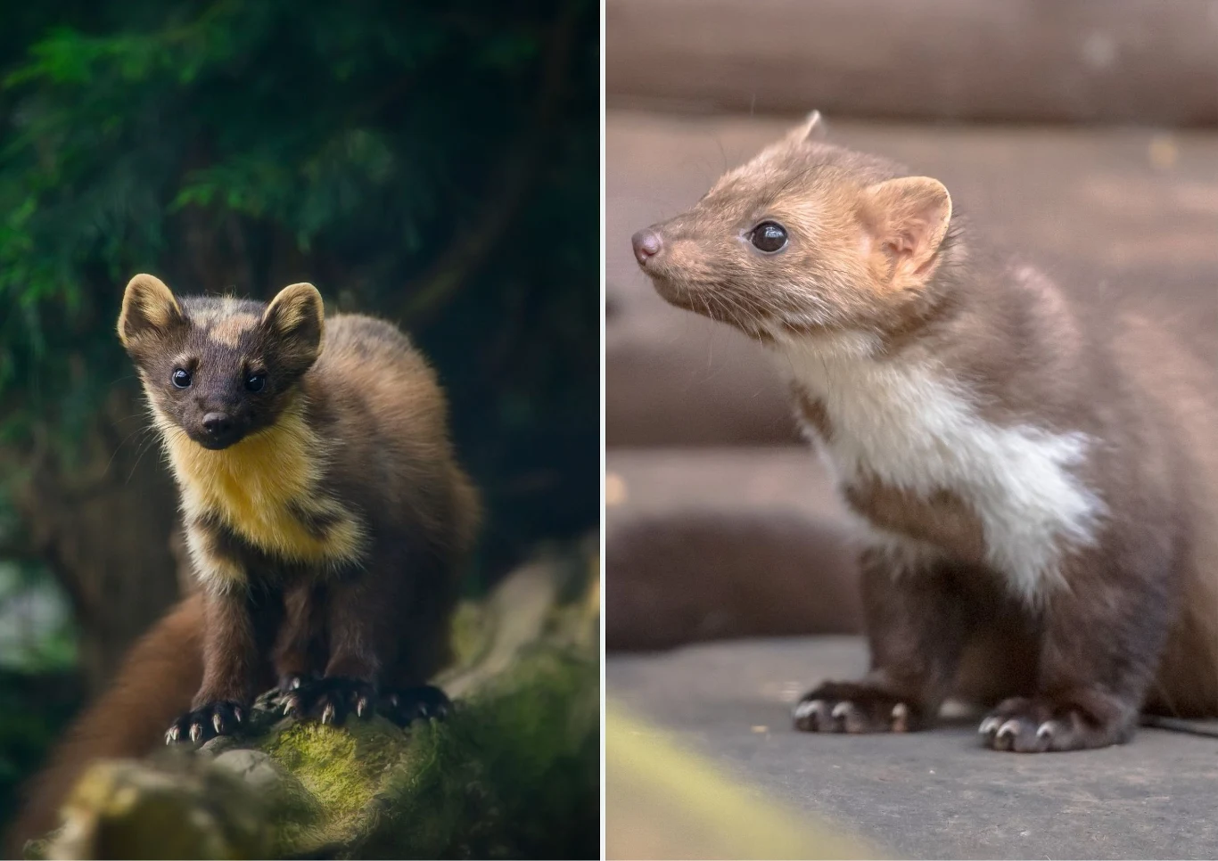Kuna leśna i kuna domowa są do siebie bardzo podobne, ale mają też cechy różniące