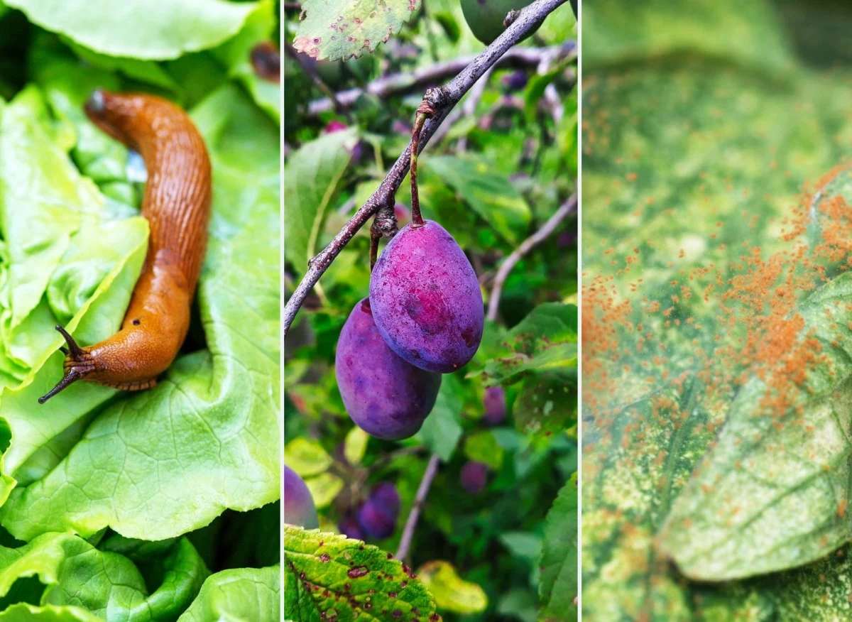 Poznaj choroby i szkodniki atakujące ogród latem