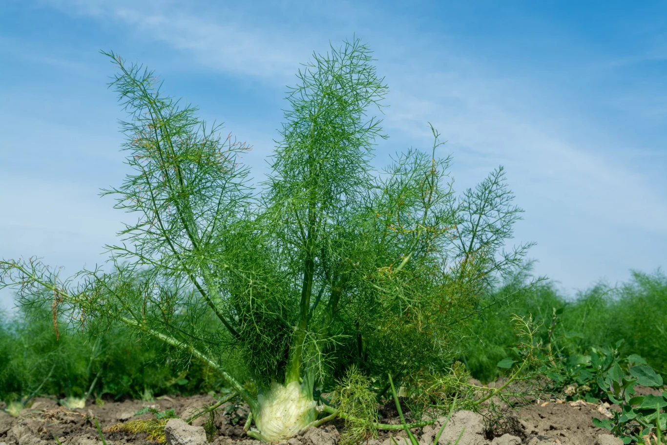 Fenkuł lubi słoneczne stanowiska i swobodę na grządce