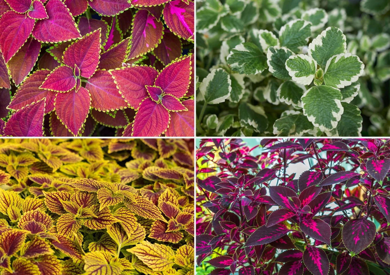 Plektrantus psi to roślina, której zapach jest bardzo przyjemny dla człowieka, ale odstraszający wiele zwierząt, w tym kuny