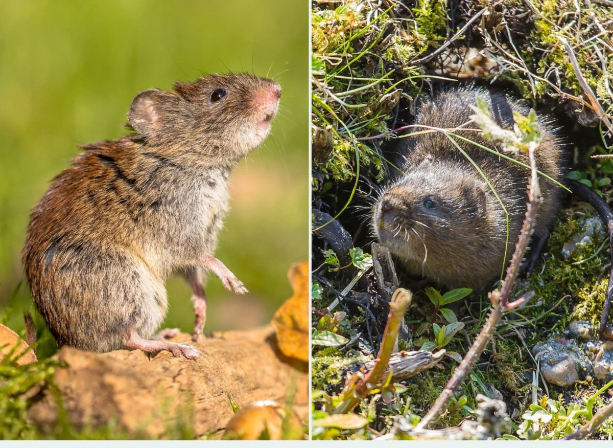 Gryzonie w ogrodzie nie sprzyjają estetyce i zdrowiu roślin ozdobnych czy grządek warzywnych