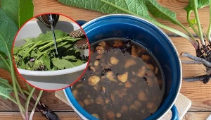 Żywokost jest rośliną wykorzystywaną nie tylko w celach leczniczych. Jest ona  wstanie wspomóc nas w ogrodzie.