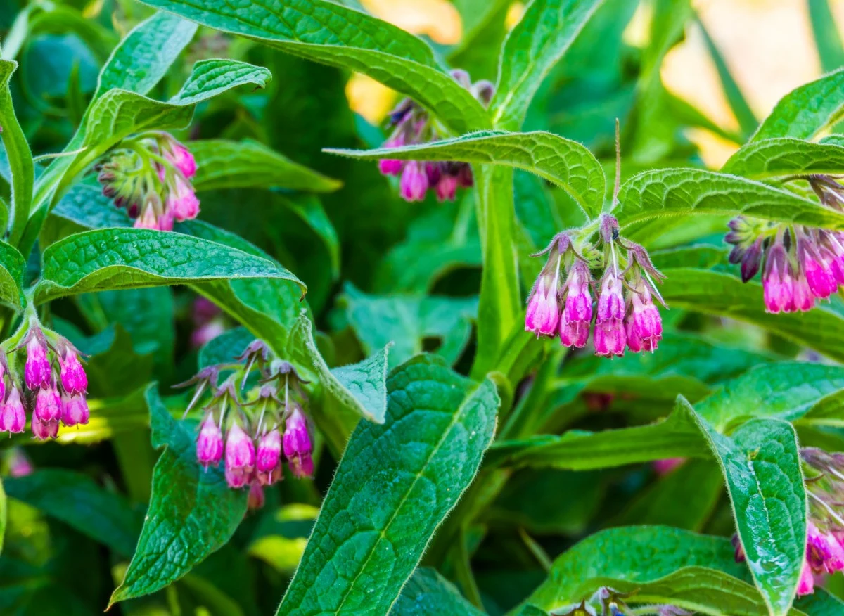 Żywokost lekarski to wieloletnia bylina, która dobrze radzi sobie w polskich warunkach