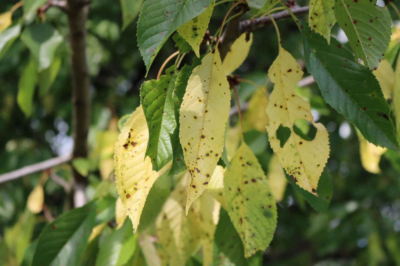 Objawy drobnej plamistości liści drzew pestkowych to drobne plamki, które stopniowo zaczynają pokrywać całą powierzchnię blaszki liściowej