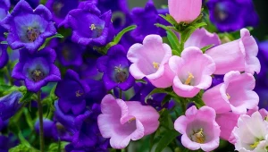 Dzwonki pięknie kwitną aż do jesieni.