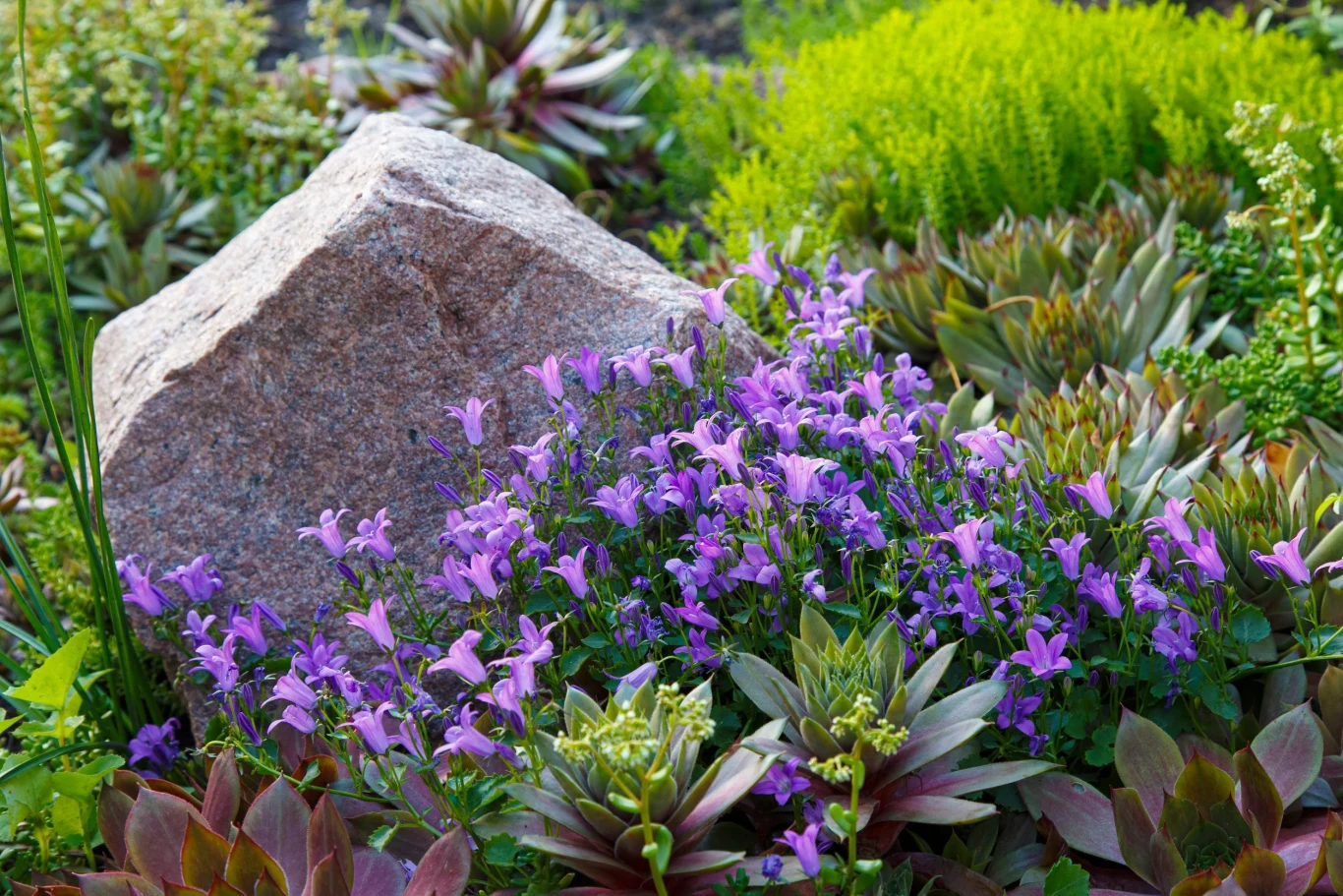 Dzwonki świetnie sprawdzają się posadzone na rabatach i skalniakach
