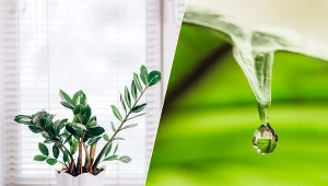 Gutacja polega na wydzielaniu przez rośliny nadmiaru wody i minerałów.