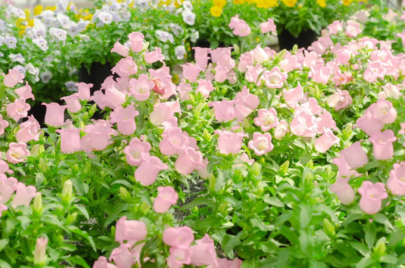 Istnieje wiele odmian dzwonków