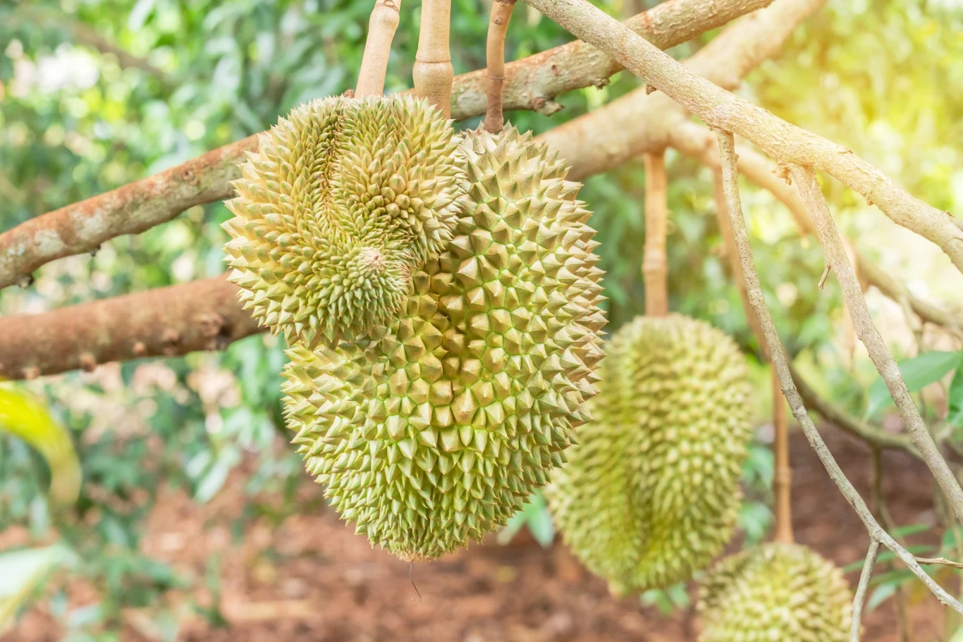 Durian właściwy wyrasta do nawet 40 metrów wysokości, a jego najeżone kolcami owoce przeciętnie ważą 4 kilogramy