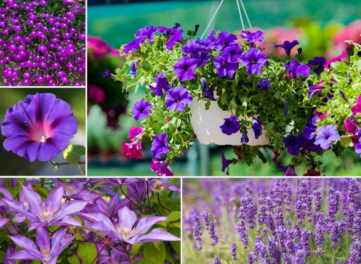Istnieje wiele pięknych roślin o kolorze fioletowym, które idealnie nadają się do uprawy w donicach