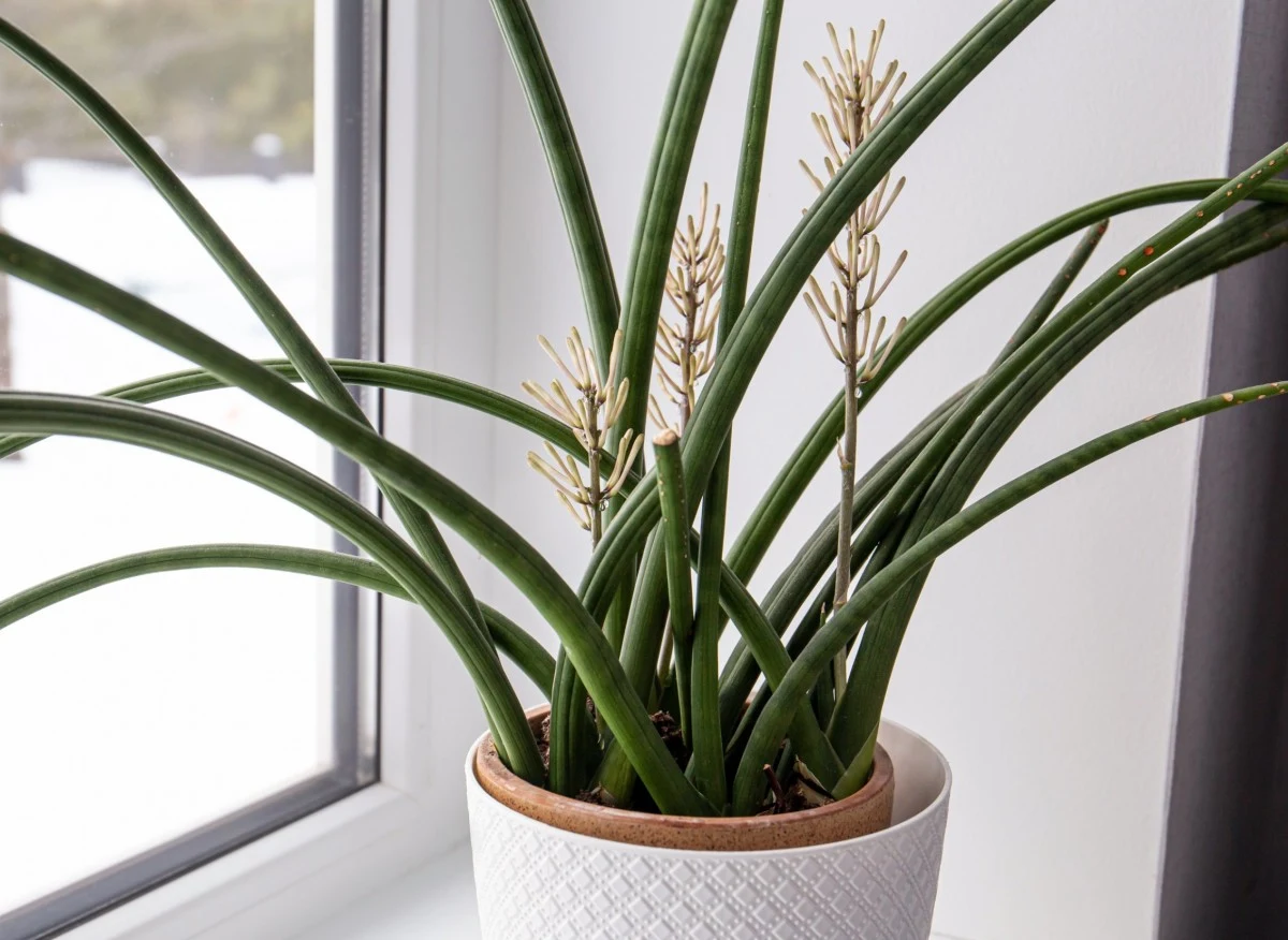 Sansewiera to stosunkowo łatwa w utrzymaniu i niedroga roślina