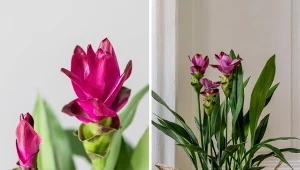 Kurkuma ma bardzo oryginalne kwiatostany.