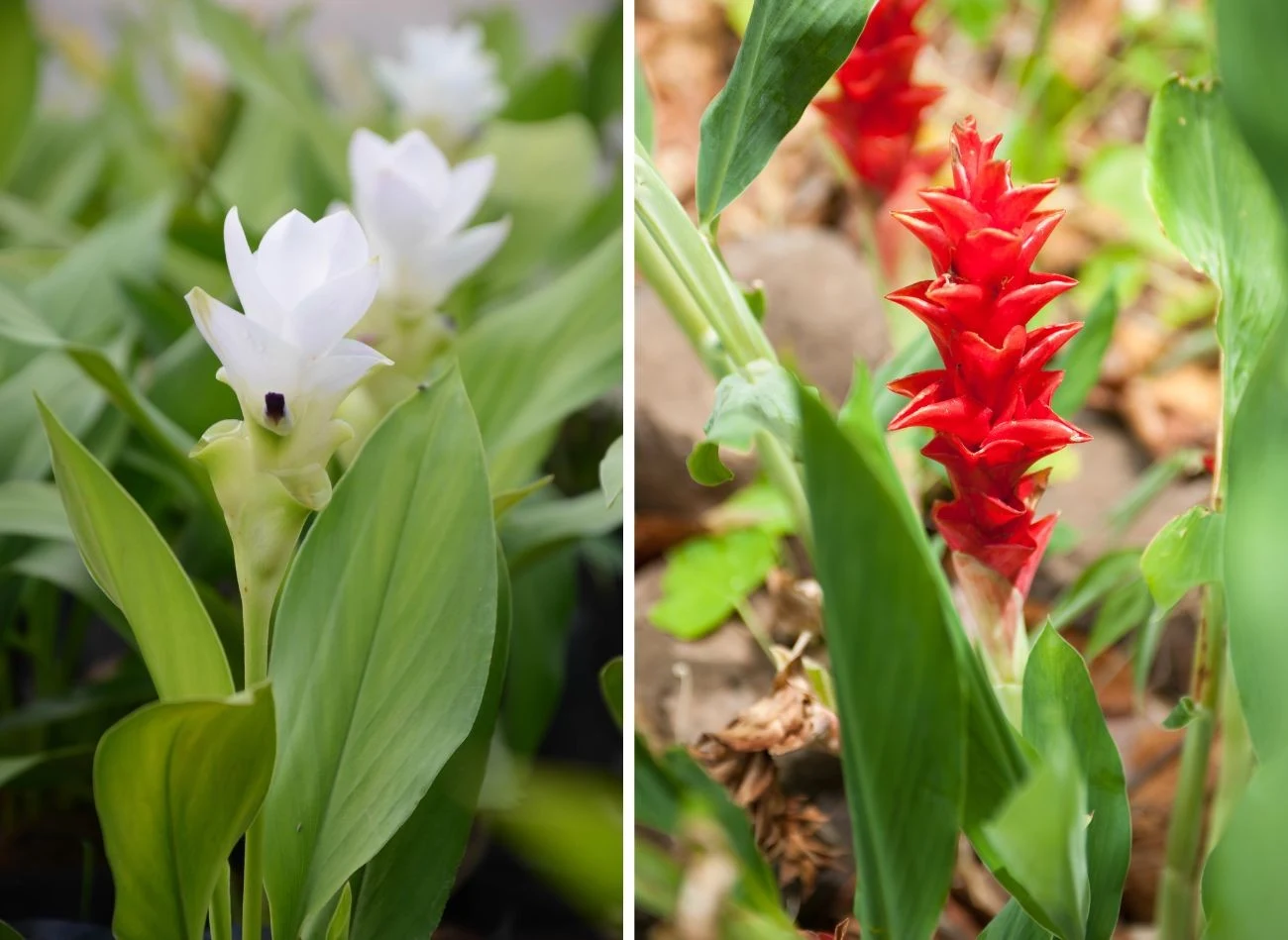 Liście kurkumy są długi i lancetowate, kwiaty zaś występują w kilku kolorach