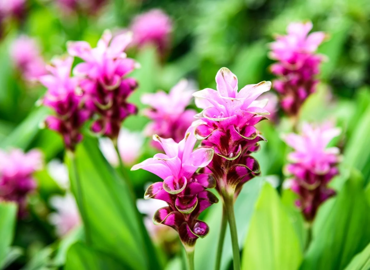 Kurkumę w doniczce powinno się nawozić przynajmniej raz w tygodniu