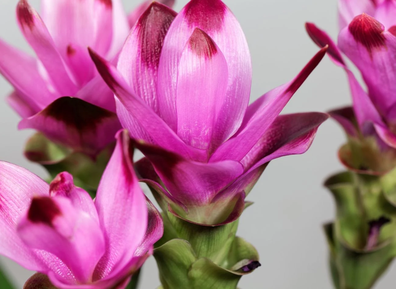 Należy systematycznie usuwać przekwitnięte kwiaty kurkumy