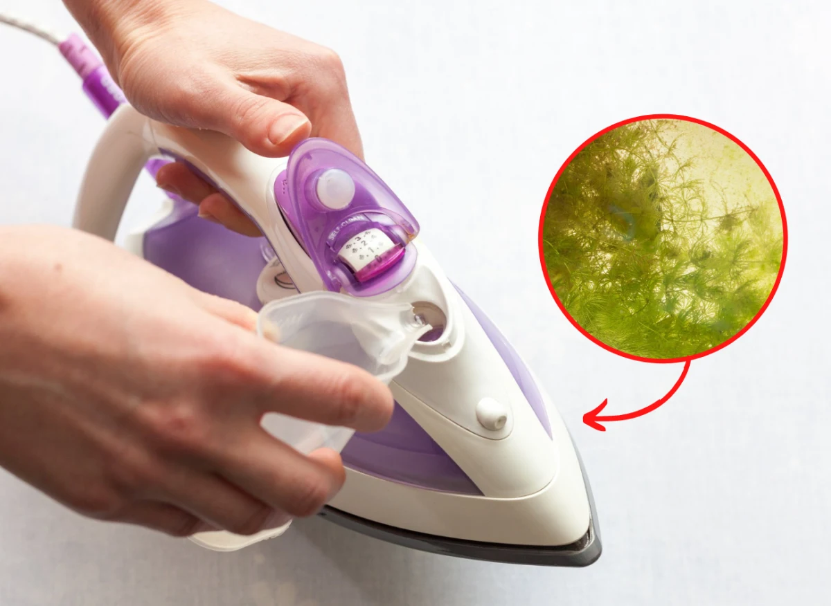 Czyszczenie żelazka to podstawowy zabieg, który przedłuża jego żywotność