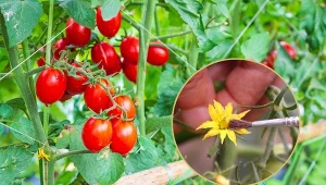 Zapylanie pomidorów możliwe jest na kilka sposobów.