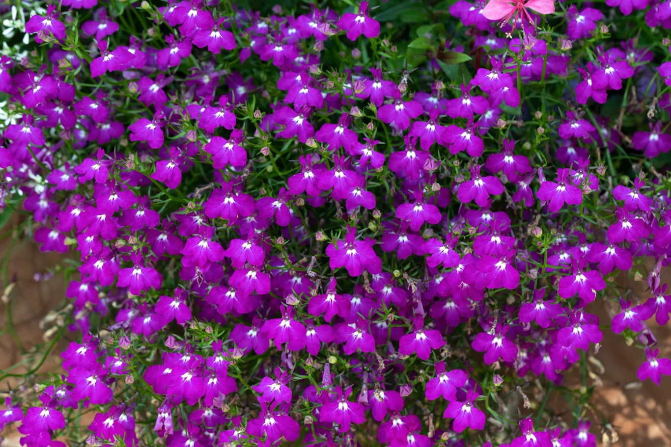 Lobelia jest jedną z najpopularniejszych roślin sadzonych w donicach