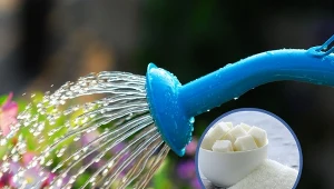 Cukier może zarówno pomóc w odżywieniu roślin, jak i pozbyciu się denerwujących szkodników.