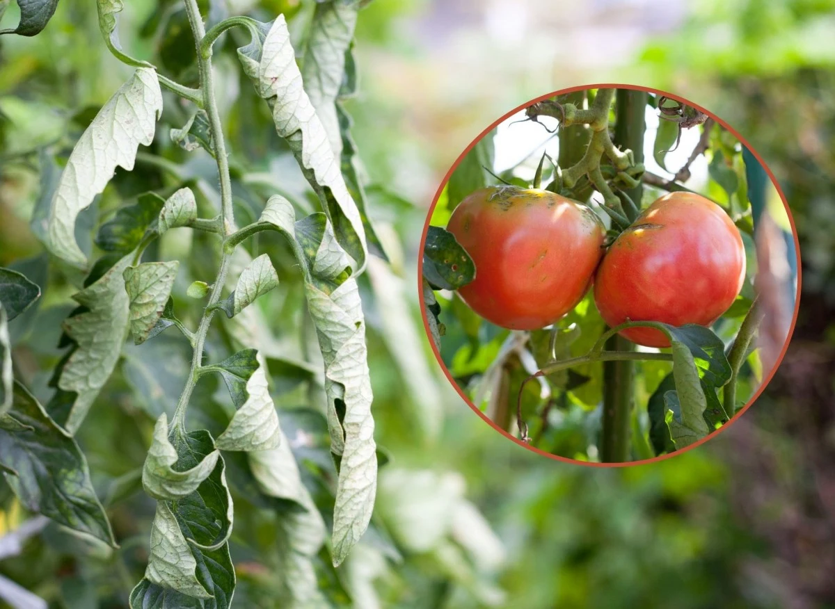 W trakcie uprawy zdarza się, że pomimo odpowiedniego stanowiska, gleby i prawidłowego nawożenia, pomidory zwijają liście
