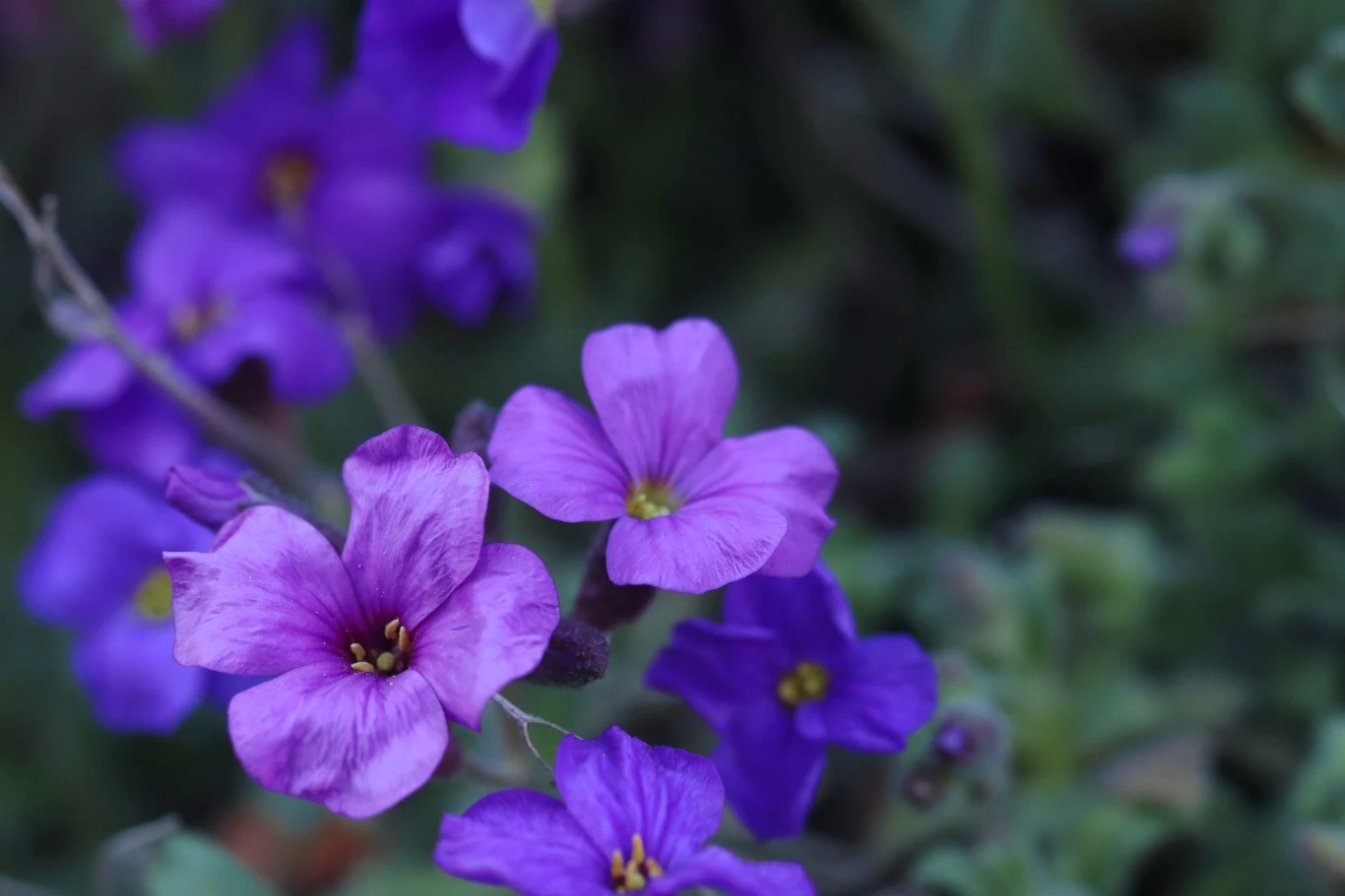 Żagwin ozdobi balkon fioletowymi kwiatami