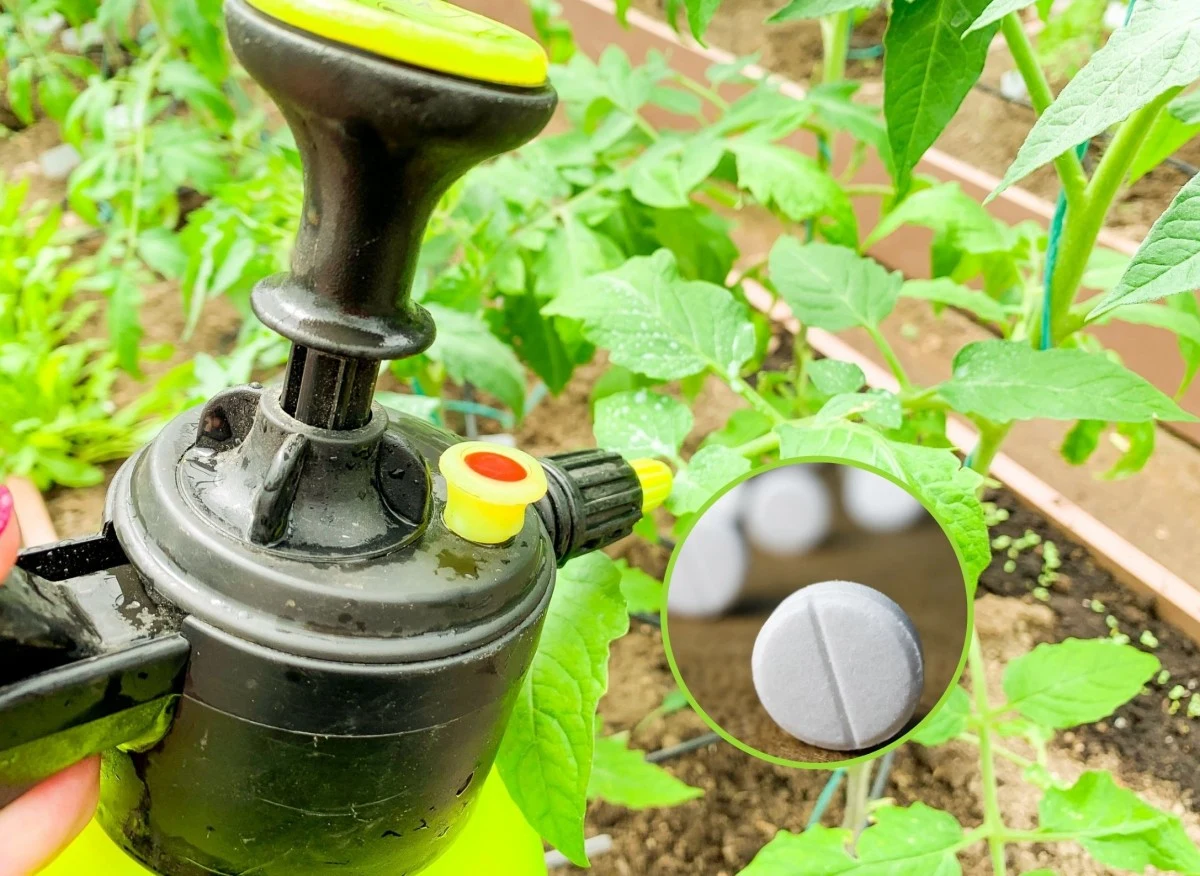 Stosowanie naturalnego oprysku z aspiryny może pomóc w zwalczaniu szkodników i chorób grzybiczych w ogrodzie