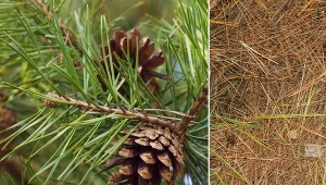 Gubienie igieł sosny może być spowodowane niewłaściwą uprawą, chorobami grzybowymi lub pojawieniem się szkodników.