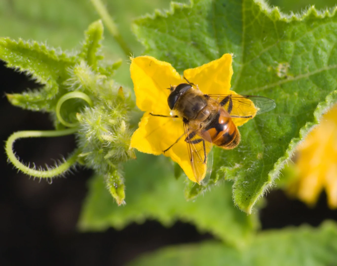 Łyżka wody cukrem pomaga pszczołom w trakcie upałów