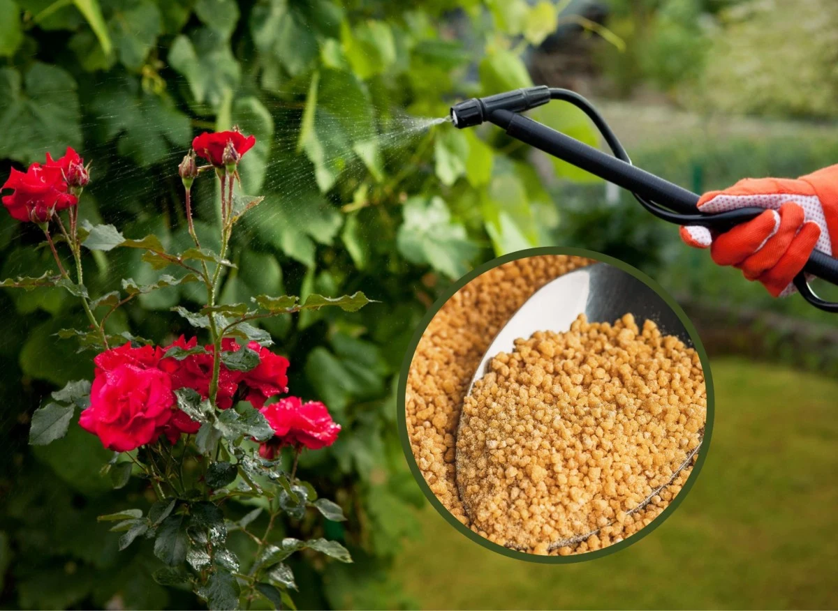 Opryski z lecytyny to doskonała metoda wzmacniania wzrostu nie tylko roślin warzywnych i owocowych, ale również ozdobnych