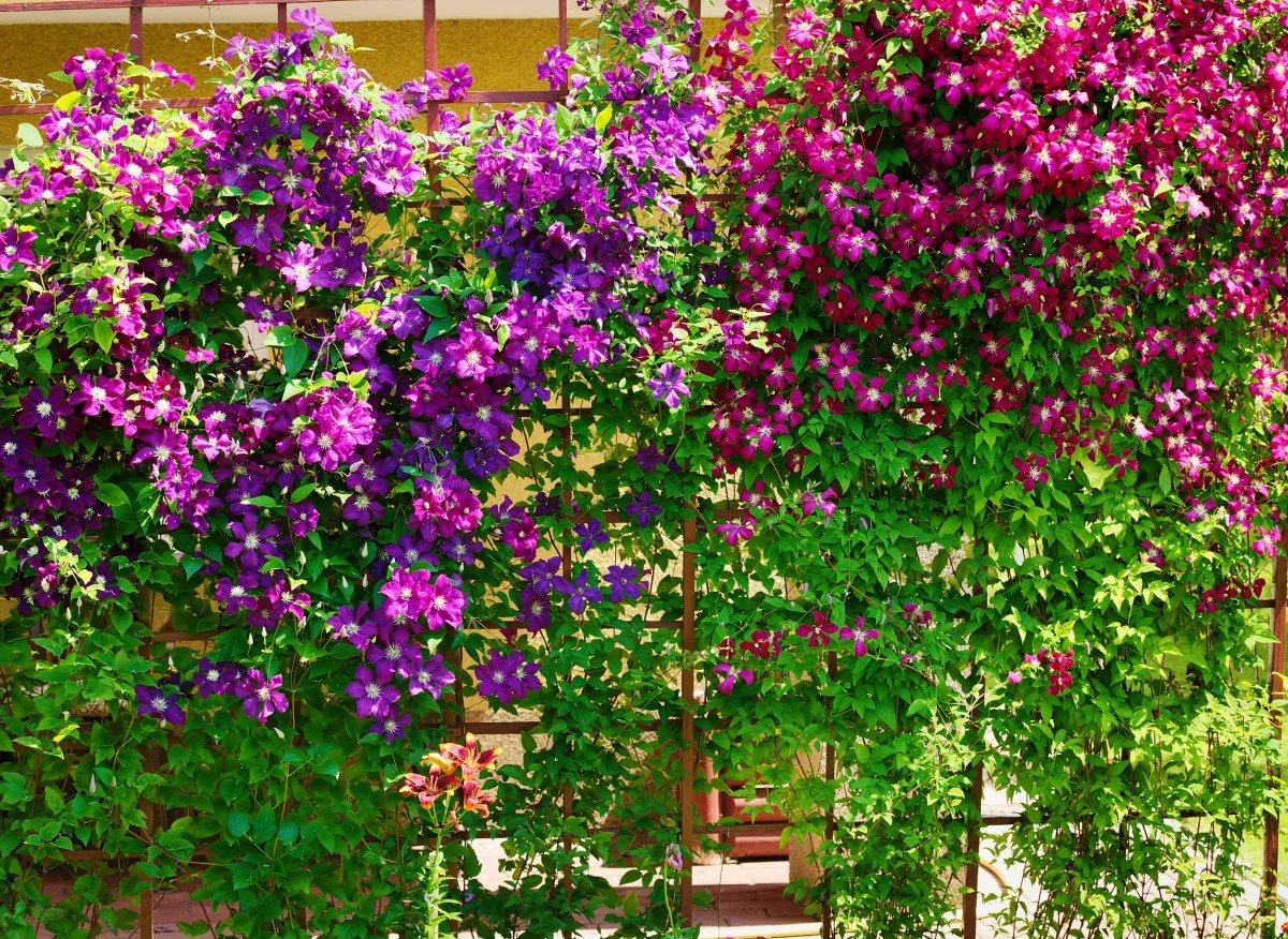 Powojniki są łatwe w uprawie i pięknie prezentują się w ogrodzie