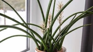 Sansewiera to stosunkowo łatwa w utrzymaniu i niedroga roślina.