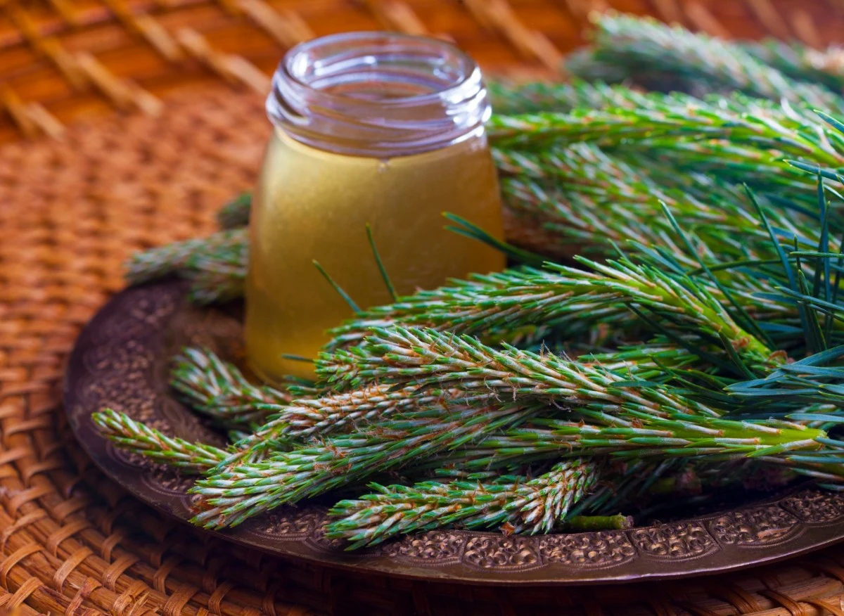 Sosna zwyczajna nie jest tak „zwyczajna” jak to z pozoru wygląda