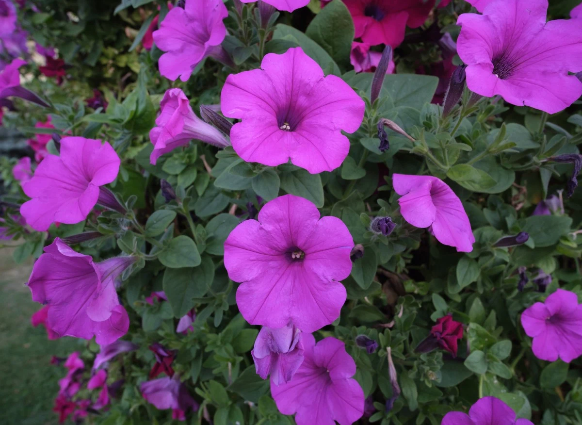 Wilec – roślina o dekoracyjnych liściach i kwiatach w zaskakujących barwach