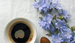 Cykoria podróżnik to bardzo pożyteczna roślina.