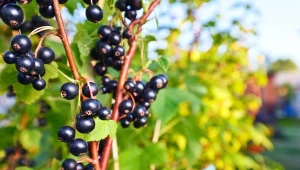 Porzeczka czarna jest krzewem owocowym powszechnie uprawianym w ogrodach przydomowych i działkowych.