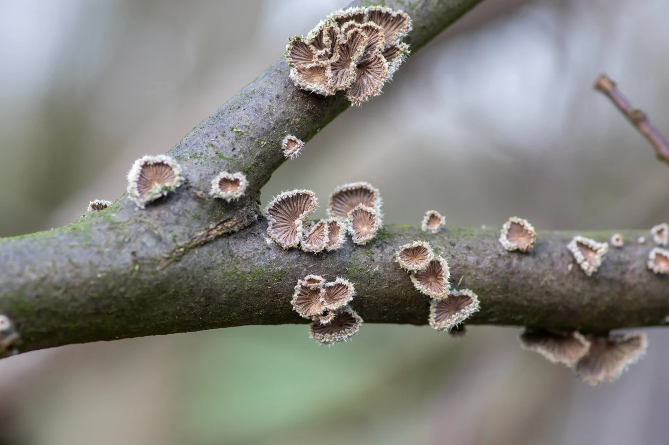Huba działa zabójczo na drzewa