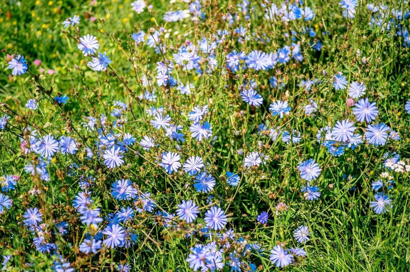 Cykorię z powodzeniem można uprawiać w ogrodzie