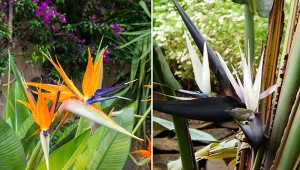 Aby zapobiegać pojawieniu się szkodników na strelicji, postaw na odpowiednią pielęgnację.