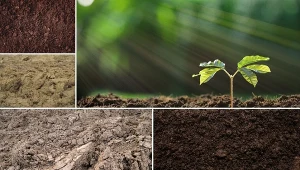 Gleby w ogrodach najczęściej możemy podzielić na trzy podstawowe rodzaje.