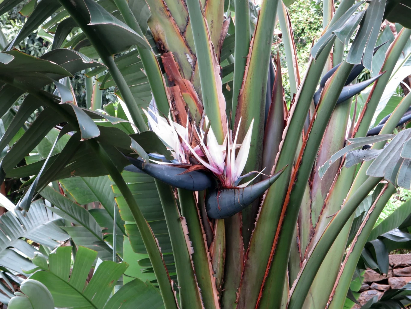 Strelicja biała (z łac