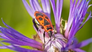 Kowal bezskrzydły ma dwie ciemne plamki na wierzchniej stronie ciała.