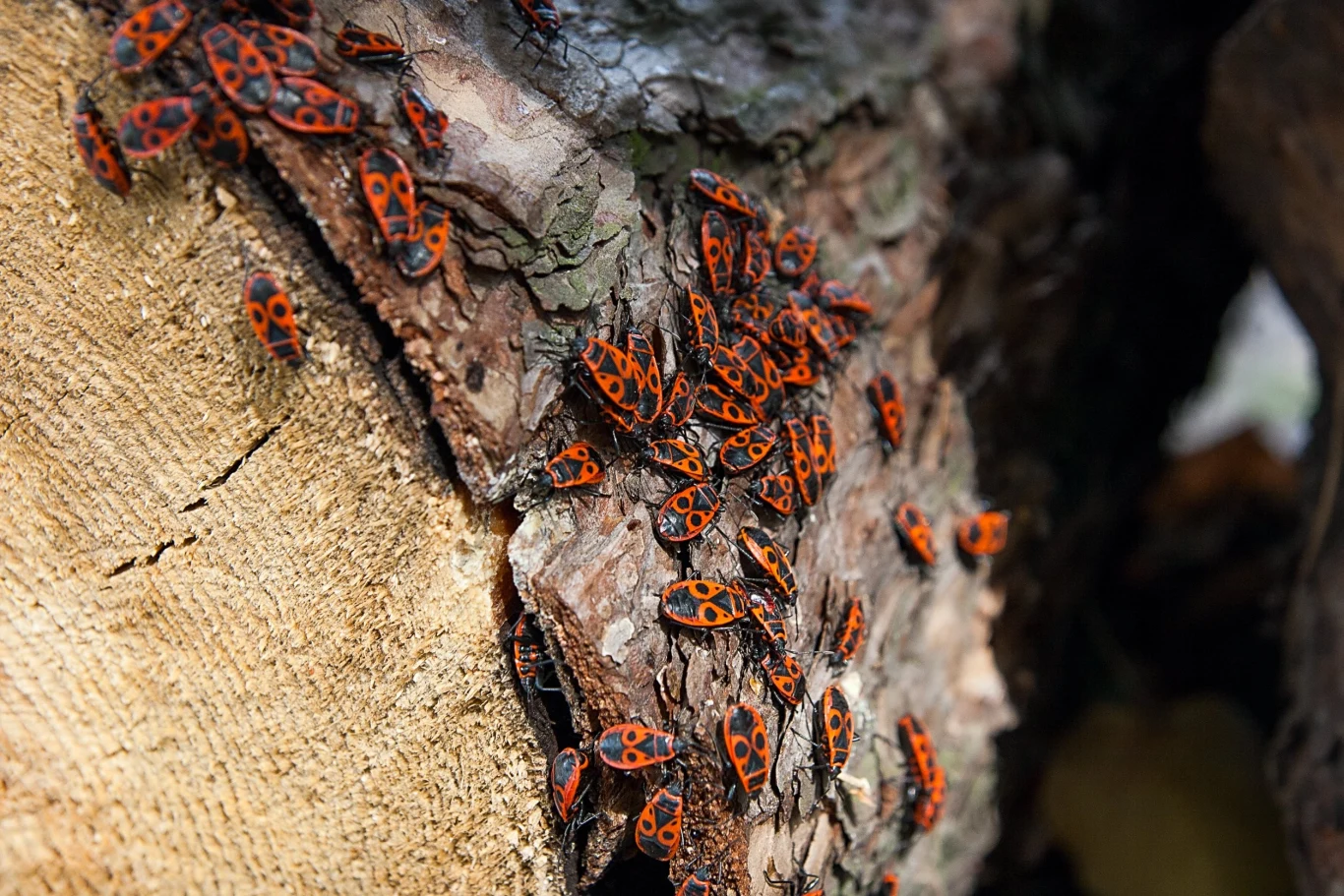 Kowale bardzo często można spotkać w okolicach akacji czy lipy