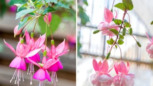 Fuksje, nazywane tańczącymi baletnicami, można z powodzeniem uprawiać na balkonach i tarasach.