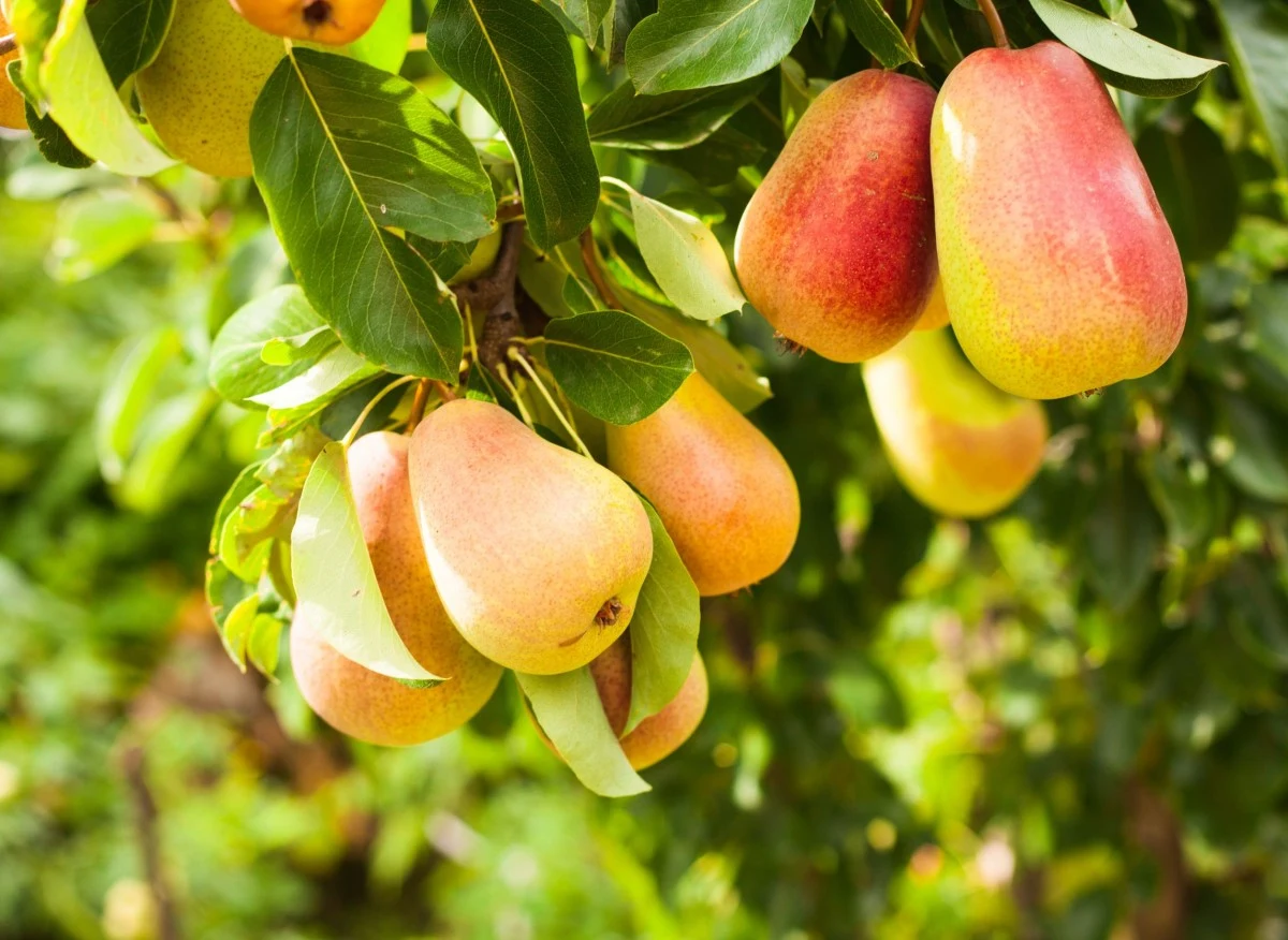 Przycinanie drzew owocowych jest konieczne.