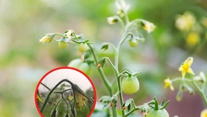 Usychanie kwiatów pomidorów to problem, z którym spotyka się wielu ogrodników.