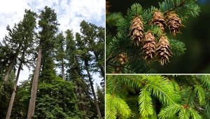 Daglezja zielona należy do najwyższych drzew na świecie. Rekordowy okaz miał 127 m wysokości.