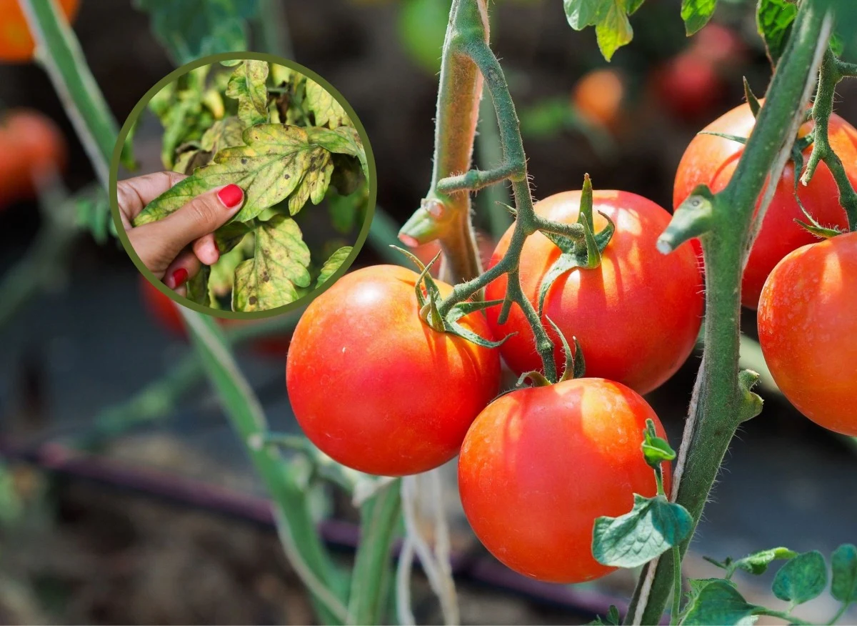Obrywanie liści pomidorów jest jednym z ważnych zabiegów pielęgnacyjnych mający na celu m